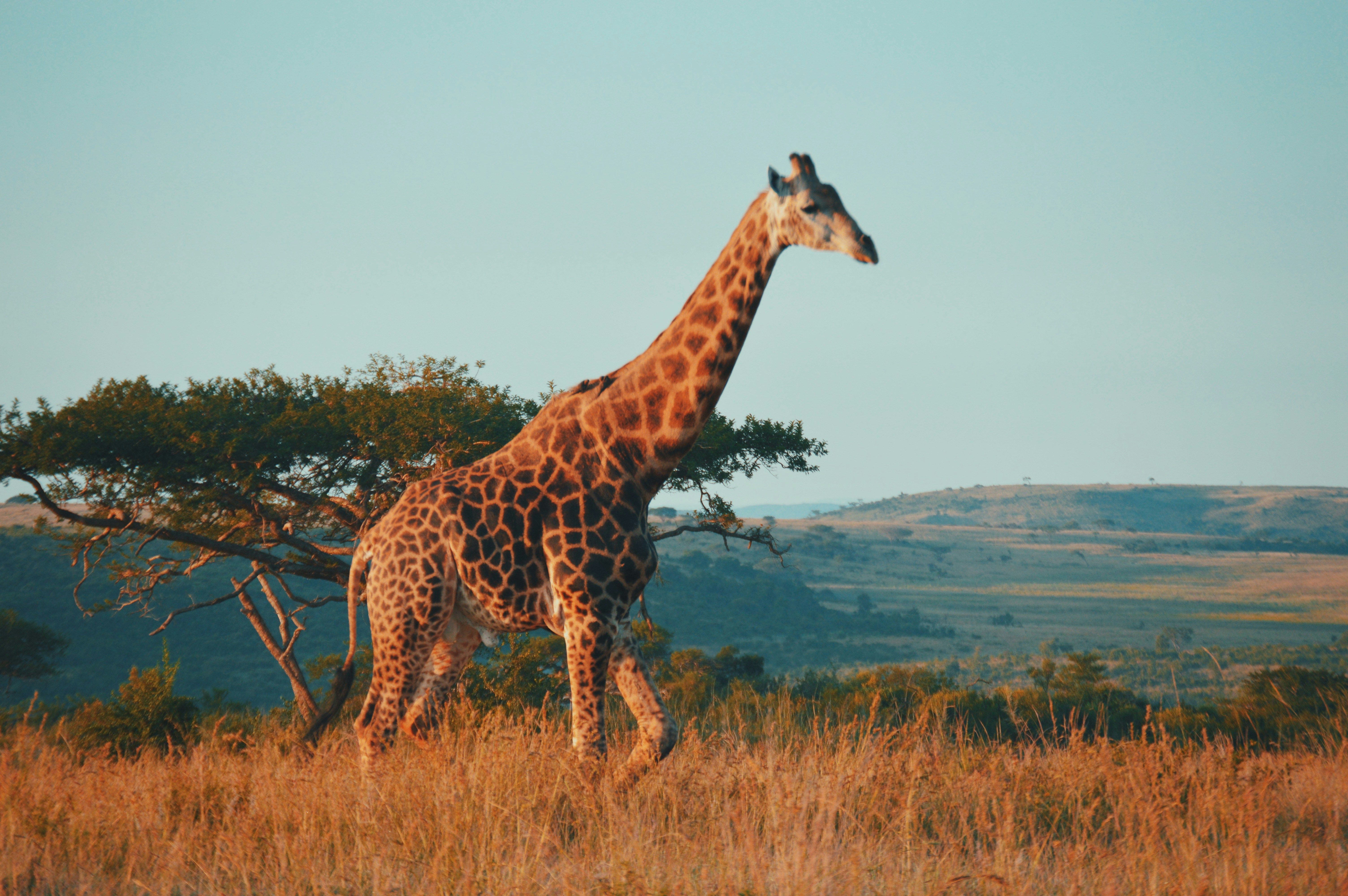 South African Wildlife & Scenic Escape