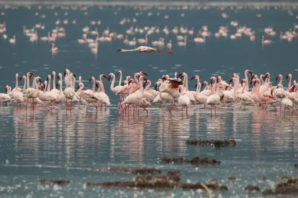 4-Day Lake Naivasha & Rift Valley Escape